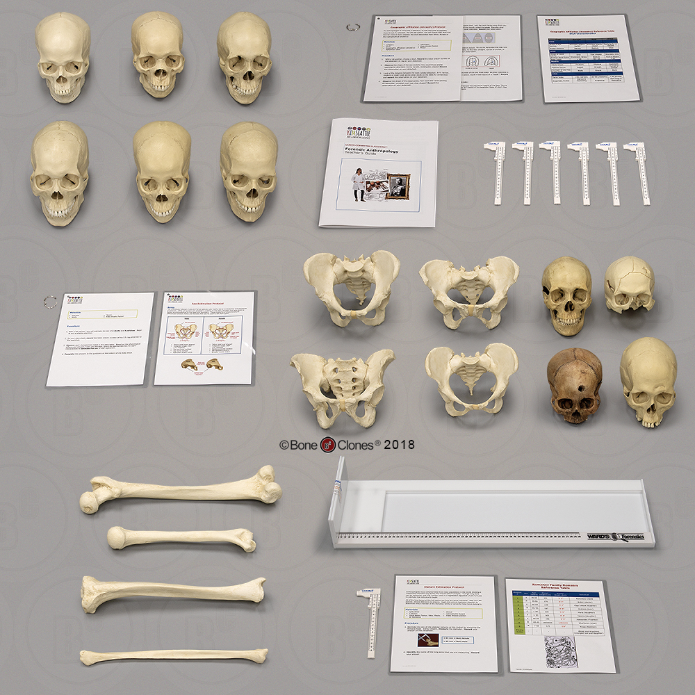 Forensic Anthropology 3 Labs KIMSeattle